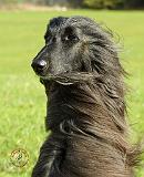 Afghan Hound 9W043D-116